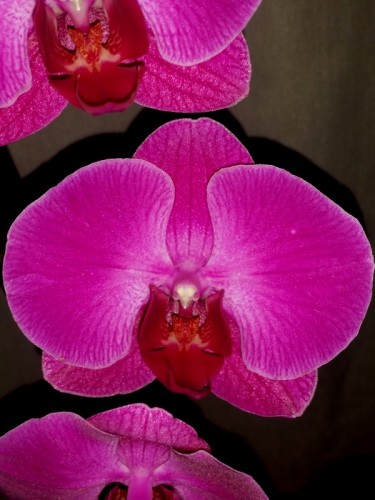 лиловый фаленопсис, орхидеи продажа киев и украина;