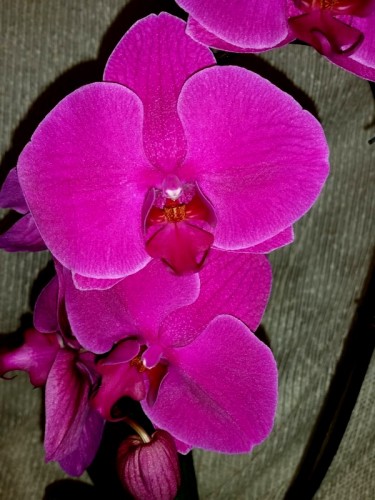орхидеи крупноцветковые,фаленопсис темно-лиловый,орхидеи купить недоро