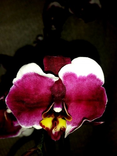 орхидеи продажа киев и украина, блек джек фаленопсис купить недорого;