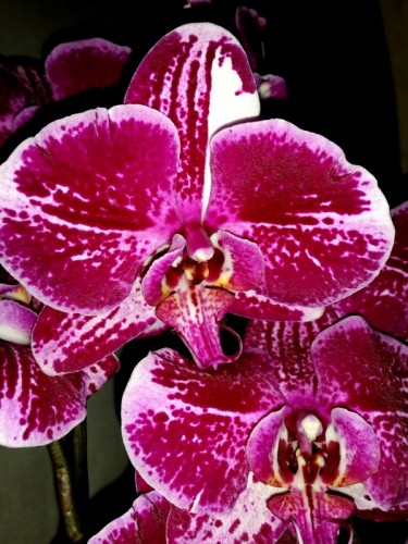 орхидеи уценка,орхидеи недорого, орхидеи дешевые почтой;