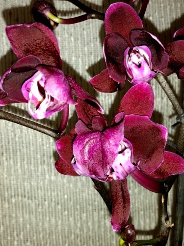 орхидеи восковые,орхидеи купить, орхидеи продажа киев,орхидеи ЧЕРНЫЕ;