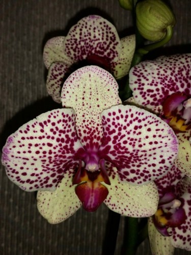 орхиде продажа киев,орхидеи купить,орхидеи восковые сортовики,мультифл