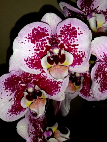 уценка орхидей киев купить4