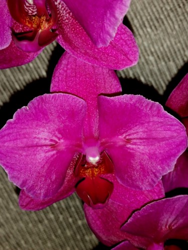 орхидеи купить, орхидеи продажа киев, орхидеи бабочки каскадные;