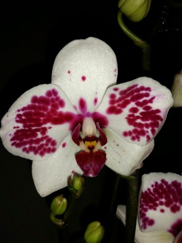 орхидеи дешевые киев купить,ОРХИДЕИ ПРОДАЖА, восковые орхидеи фаленопс