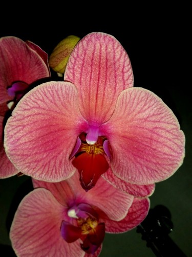красная орхидея купить недорого, продажа орхидей киев и украина: