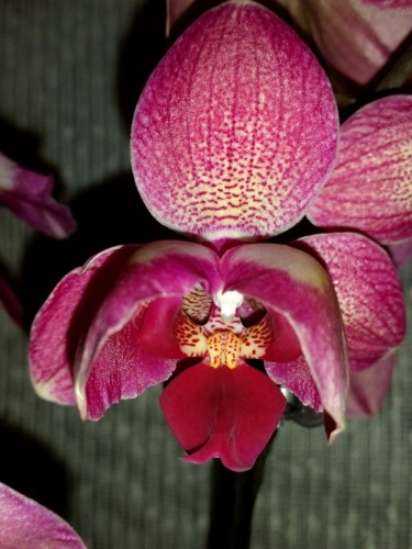 фаленопсис пилорик, бабочка,даймонд кинг пилор,красная орхидея;