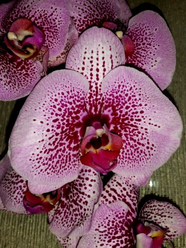 крупные орхидеи 10-12 см цветок купить, дешевые орхидеи киев купить;