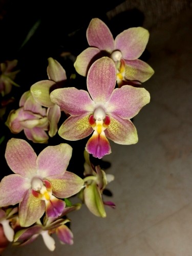 азиатские орхидеи,орхидеи азия,орхидеи ароматные ампельные;
