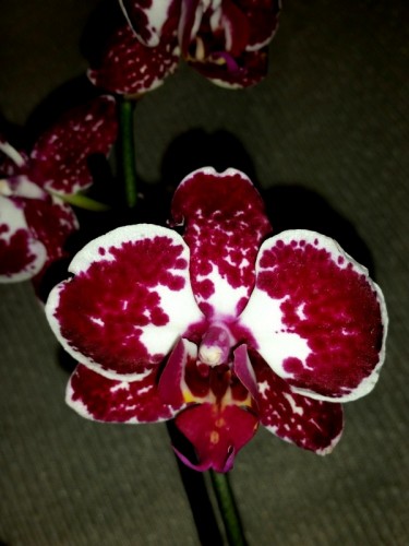 уценка орхидей, дешевые орхидеи киев купить;