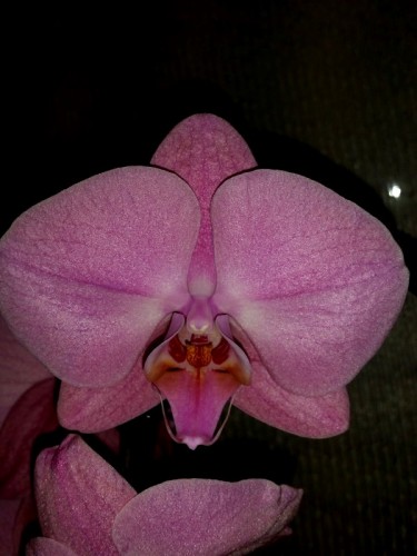 орхидеи крупные каскадные,купить орхидею в подарок недорого;