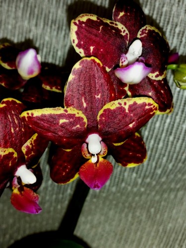 фаленопсис восковик коричневый купить киев и украина, орхидеи почтой,р