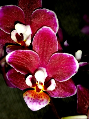 орхидеи восковые продажа киев,миди мультифлора черная,купить орхидею м