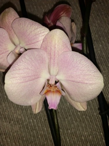 фаленопсис рим, купить орхидею для подарка недорого;