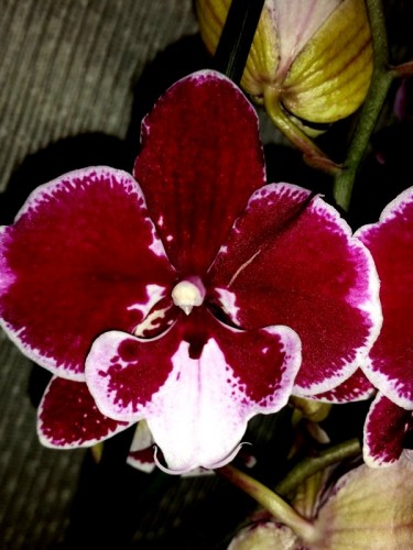 биг лип фаленопсис купить недорого, орхидея восковик миди мультфлора;