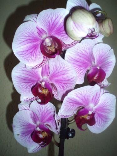 орхидеи продажа киев и украина,дешевые орхидеи купить;