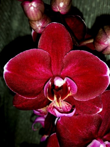 черная орхидея восковик купить,орхидеи эксклюзивные для подарка;