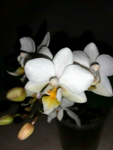 миди мультифлора орхидеи купить, белая орхидея для подарка;