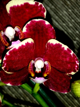 ВОСКОВАЯ КРАСНАЯ орхидея,сортовые фаленопсисы, купить орхидеи в подаро