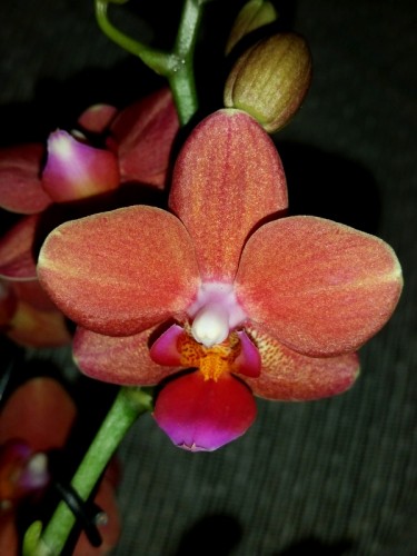 орхиде продажа киев, мультифлора  орхидея купить,оранжевая орхидея;