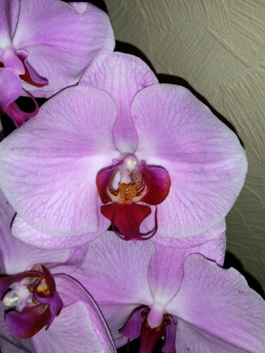 королевская орхидея купить недорого.орхидеи купить почтой;