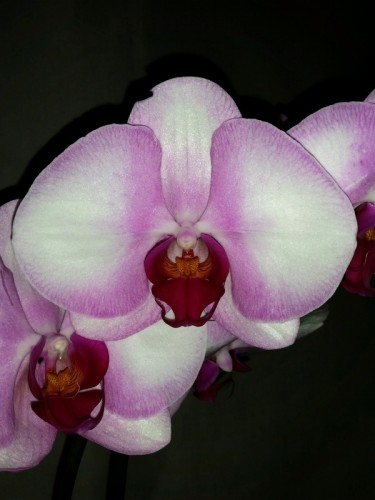 крупнцветковые королевские орхидеи купить;