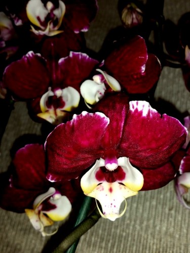 ЧЕРНЫЕ ВОСКОВИКИ орхидеи продажа киев и украина;