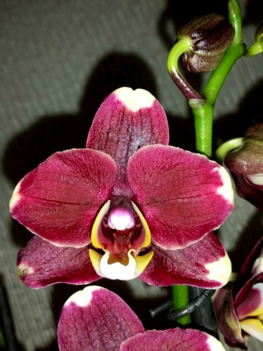 черные орхидеи восковые купить, продажа редких орхидей киев;