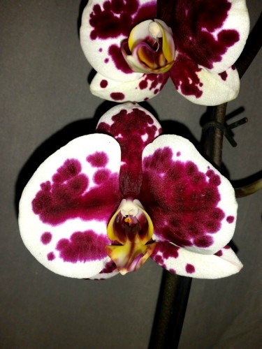 купить красивую орхидею недорого для подарка,орхидеи продажа к;