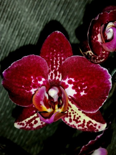 орхидеи продажа киев,орхидеи оптифлор,орхидея почтой;