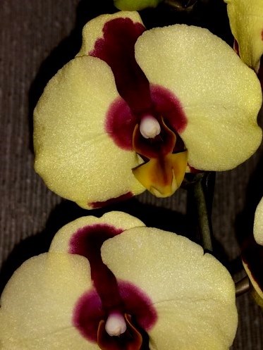 желтые орхидеи восковые, желтый далматинец восковик купить;