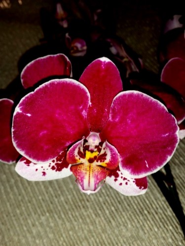 фаленопсис пират пикоте бабочка пилорик купитьнедорого,орхидеи восковы