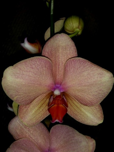 орхидея крупная восковая купить,орхидеи продажа;
