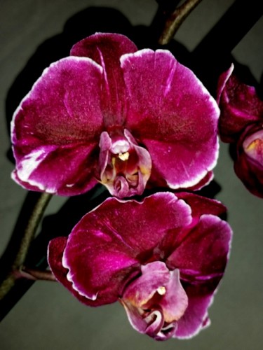 Фаленопсис (Phalaenopsis) каменная роза, черная орхидея восковик купит