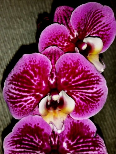 фаленопсис ТИГРОВЫЙ, орхидеи продажа киев и украина,орхидеи почтой;
