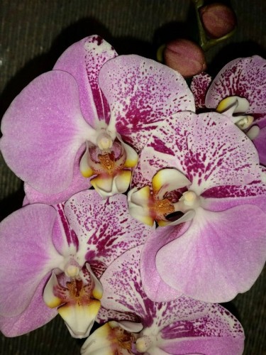 орхидеи купить недорого киев и украина;