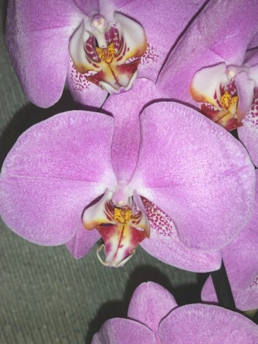 крупные орхидеи 10-12 см цветок купить,орхидеи подарок на 14феваля;