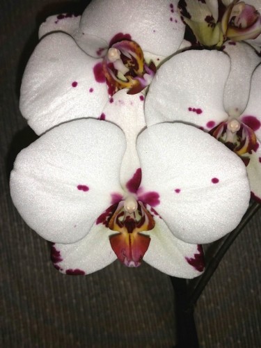 орхидеи крупноцветковые,орхидеи с детками купить недорого киев и украи