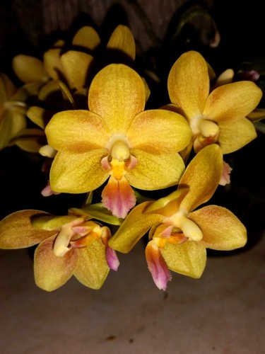 ампельные орхидеи, ароматные сортовые орхидеи купить,желтые восковики;