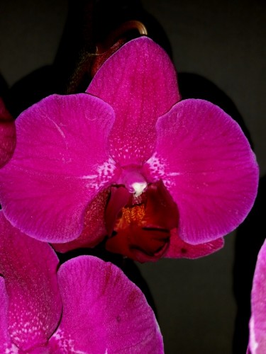 орхидеи продажа киев, орхидеи крупные купить,орхидеи ЛИЛОВЫЕ;