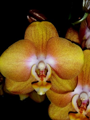 золотая желтая орхидея,горчичный фаленопсис,сортовые миди мультифлора