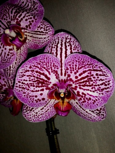 орхидеи для подарка купить недорого;