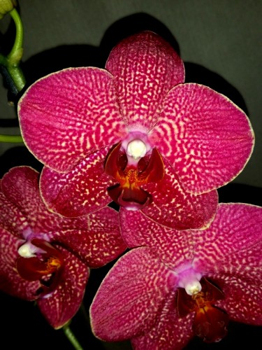 орхидеи продажа киев, орхидея красная купить;