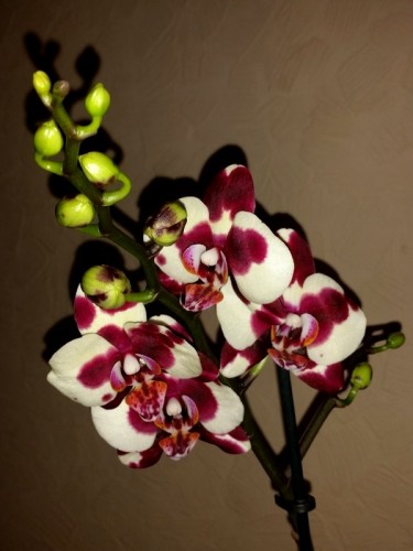 восковые фаленопсисы далматинцы, орхидеи продажа киев и украина