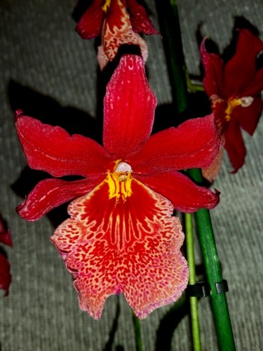 буррагеара нелли айслер купить,орхидея ароматная,орхидея красная купит
