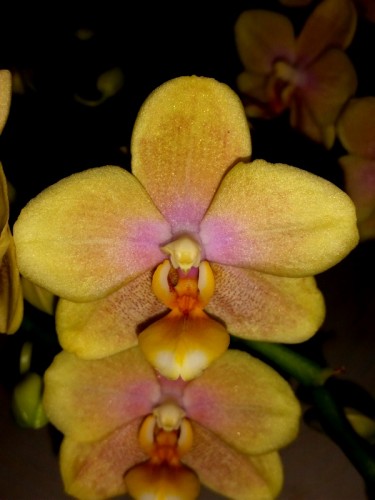 ампельные орхидеи мультифлора, ароматные орхидеи,купить орхидеи,продаж