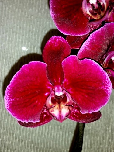 орхидеи бархатные,орхидеи купить, орхидеи продажа киев,орхидеи крупные