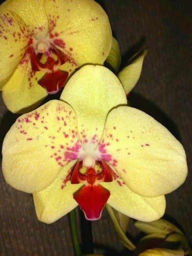 крупноцвтковые орхидеи, желтые орхидеи купить недорого, восковые орхид