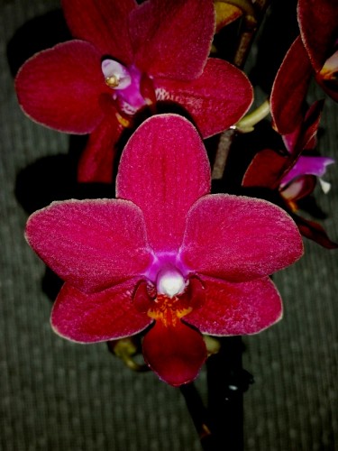 восковые орхидеи фаленопсисы купить,глянцевые орхидеи купить;