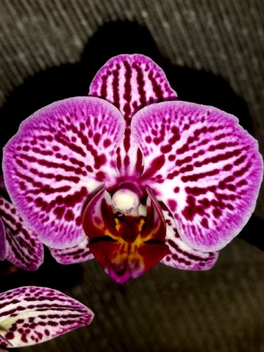 миниорхидеи, минифаленопсисы купить недорого киев и украина,орхидеи пр